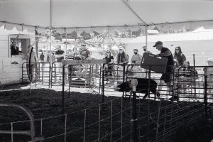 Swine Show Spectators